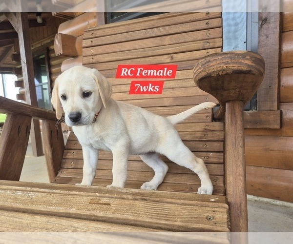 Medium Photo #126 Labrador Retriever Puppy For Sale in EDGEWOOD, TX, USA