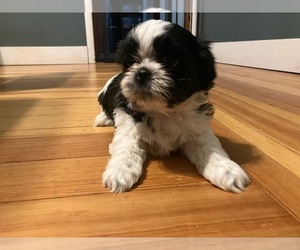 Shih Tzu Puppy for sale in PROVIDENCE, RI, USA