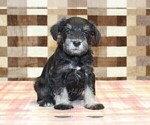Small #3 Schnauzer (Miniature)