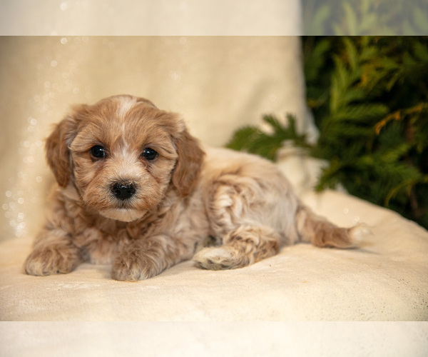 Medium Photo #10 Bichpoo Puppy For Sale in LEOLA, PA, USA
