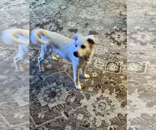 Medium Photo #5 Great Pyrenees-Red Heeler Mix Puppy For Sale in Houston, TX, USA