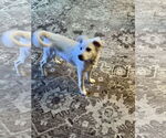 Small #4 Great Pyrenees-Red Heeler Mix