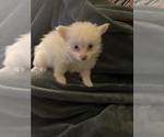 Puppy Petal Shiranian