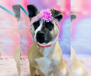 Akita-Unknown Mix Dogs for adoption in Jackson , NJ, USA