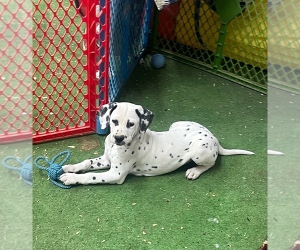 Medium Photo #1 Dalmatian Puppy For Sale in WILLIAMSBURG, OH, USA