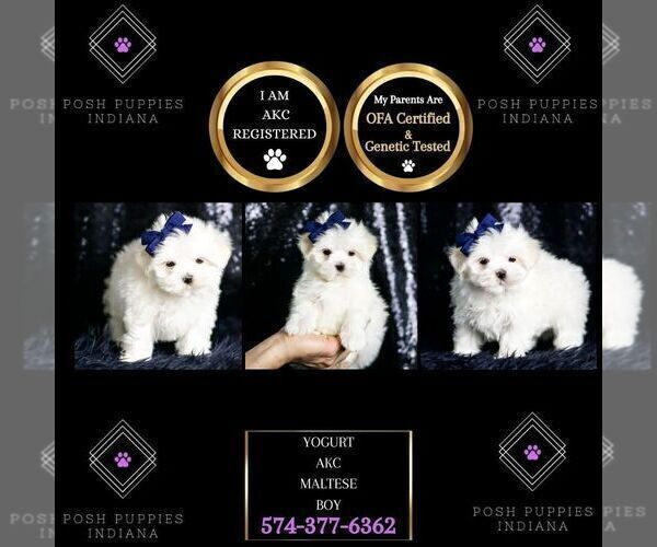 Medium Photo #7 Maltese Puppy For Sale in WARSAW, IN, USA
