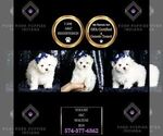 Small #6 Maltese