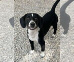 Small #1 Beagle Mix