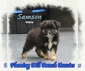 Miniature Australian Shepherd Puppy for sale in FORESTBURG, TX, USA