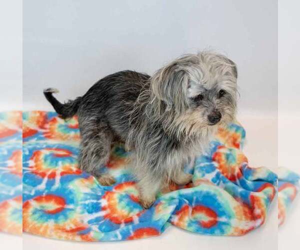 Medium Photo #2 Chihuahua-Unknown Mix Puppy For Sale in Kennesaw, GA, USA