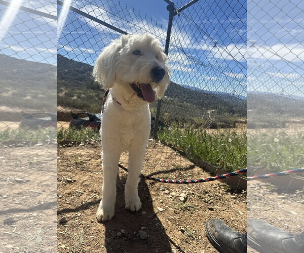 Medium Photo #4 Mutt Puppy For Sale in San Diego, CA, USA