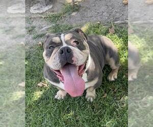 Bulldog Dogs for adoption in Riverside, CA, USA