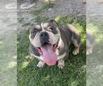 Small Bulldog