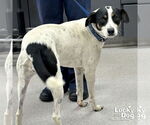 Small #1 Jack Russell Terrier-Labrador Retriever Mix