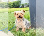 Small Photo #5 Mutt Puppy For Sale in Allentown,, PA, USA