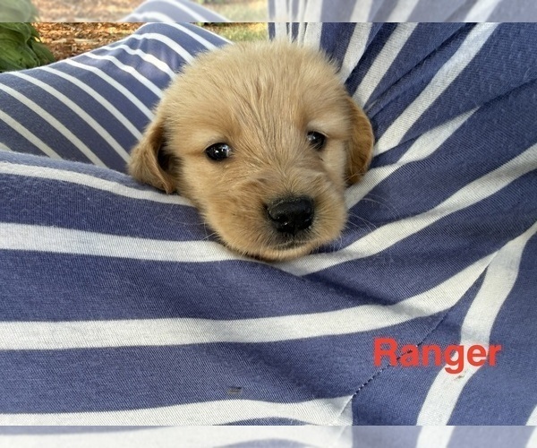 Medium Photo #3 Golden Retriever Puppy For Sale in PANA, IL, USA