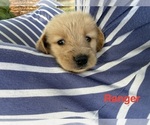 Small #2 Golden Retriever