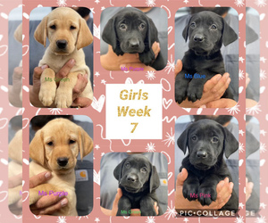 Labrador Retriever Puppy for sale in GERBER, CA, USA