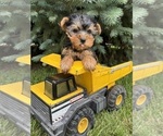 Small #2 Yorkshire Terrier