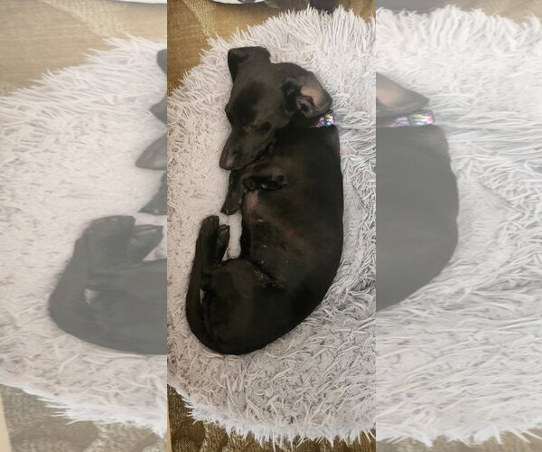 Medium Photo #2 Dachshund Puppy For Sale in Fruitland, SC, USA