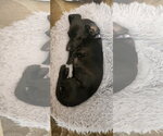 Small #1 Dachshund
