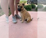 Small #1 German Shepherd Dog Mix