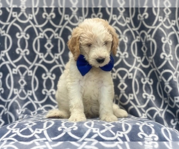 Medium Photo #2 Goldendoodle-Poodle (Standard) Mix Puppy For Sale in LAKELAND, FL, USA