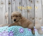 Puppy Yellow Golden Retriever