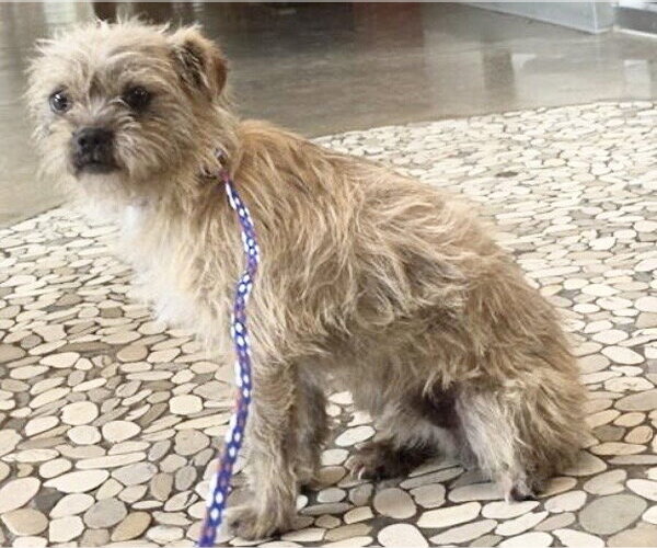 Medium Photo #1 Border Terrier Puppy For Sale in Houston, TX, USA