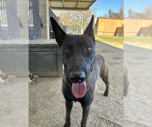 Medium Photo #2 Mutt Puppy For Sale in Riverside, CA, USA