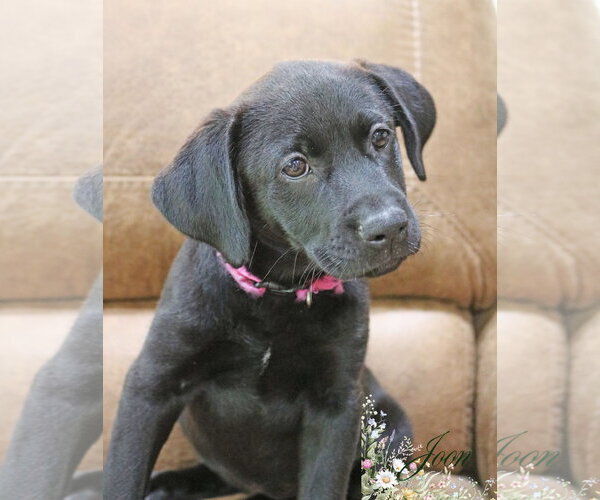 Medium Photo #3 Labrador Retriever-Unknown Mix Puppy For Sale in Wakefield, RI, USA