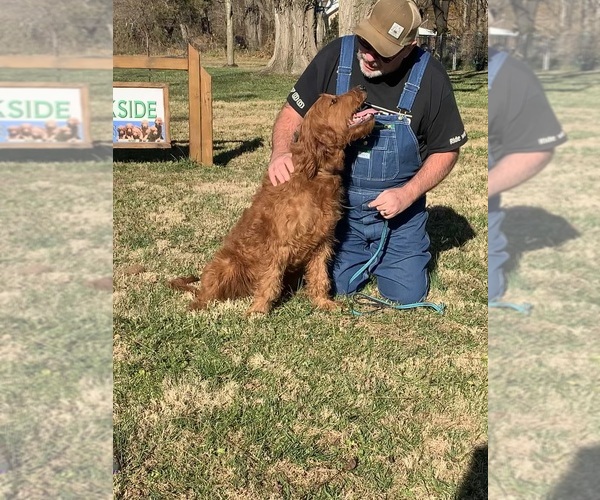 Medium Photo #1 Goldendoodle Puppy For Sale in EXETER, MO, USA