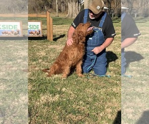 Mother of the Goldendoodle puppies born on 06/28/2026