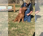 Small Photo #1 Goldendoodle Puppy For Sale in EXETER, MO, USA