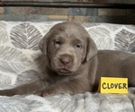 Puppy Clover Labrador Retriever