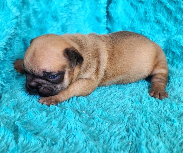 Medium Photo #3 French Bulldog Puppy For Sale in LAS VEGAS, NV, USA