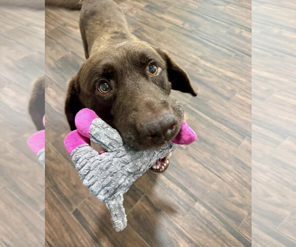 Medium Photo #2 Labrador Retriever-Unknown Mix Puppy For Sale in Houston, TX, USA