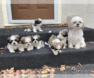 Shih Tzu Puppy for sale in CRYSTAL, MN, USA