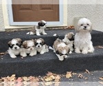 Small Photo #1 Shih Tzu Puppy For Sale in CRYSTAL, MN, USA