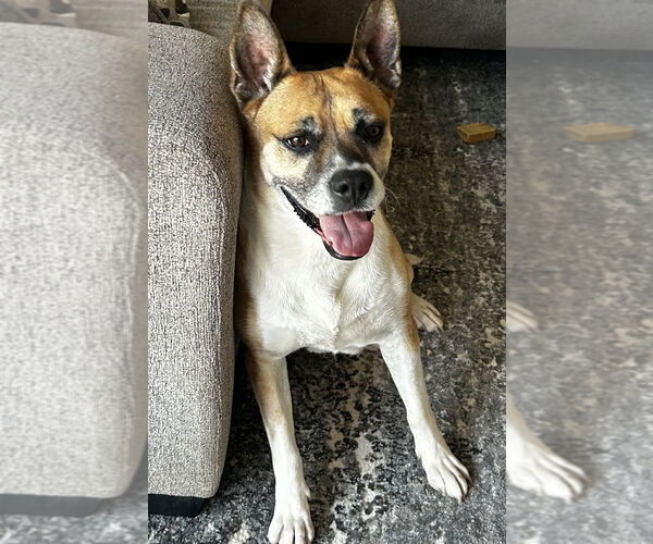 Medium Photo #2 Boxer-Unknown Mix Puppy For Sale in San Diego, CA, USA