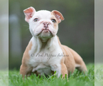 Puppy Anastasia English Bulldog