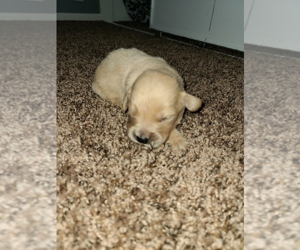 Medium Photo #10 Golden Retriever Puppy For Sale in MENIFEE, CA, USA