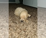 Small Photo #10 Golden Retriever Puppy For Sale in MENIFEE, CA, USA