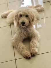 Goldendoodle Puppy for sale in HIALEAH, FL, USA