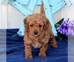 Small Photo #1 Goldendoodle-Poodle (Miniature) Mix Puppy For Sale in RONKS, PA, USA
