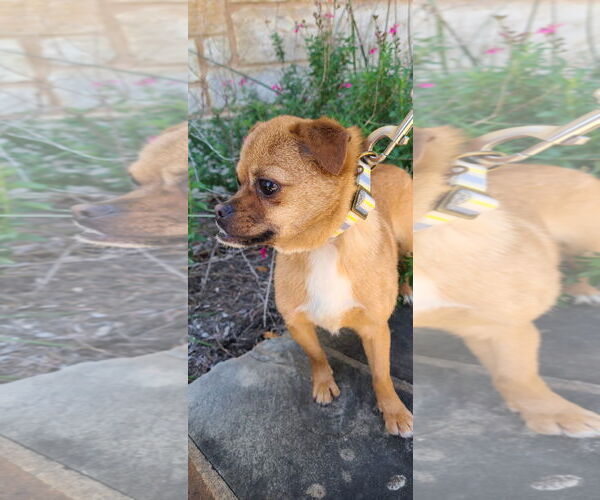 Medium Photo #2 Affenpinscher-Pug Mix Puppy For Sale in Pipe Creek, TX, USA