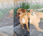 Small #1 Affenpinscher-Pug Mix
