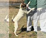 Small #9 German Shorthaired Pointer Mix