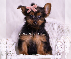 Medium Yorkshire Terrier