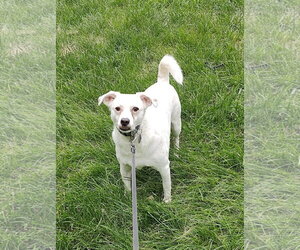 Buzz - Male Chihuahua-Unknown Mix Dog for Adoption - Photo #5